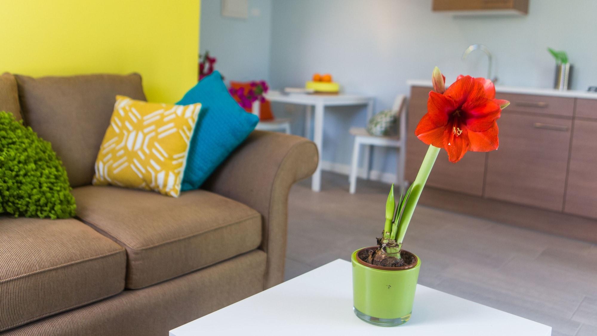 Bubali Bliss Studios Palm Beach Dış mekan fotoğraf